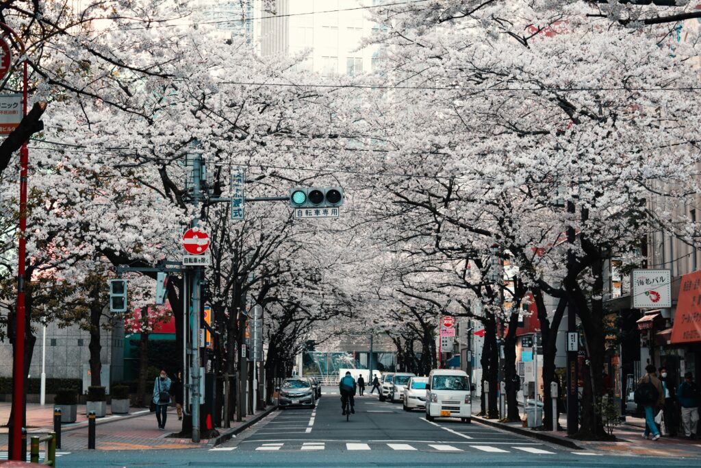 Sakura trees in Japan